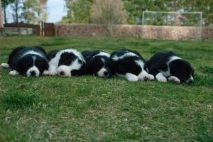 Schumacher Veterinary Clinic