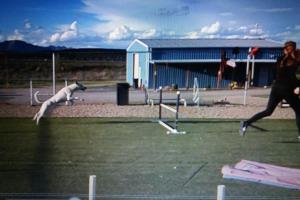 Fast Action Dogs Training Center