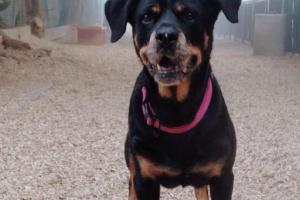 Polliwog Park Dog Run