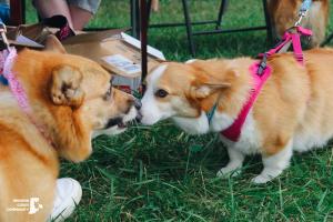 Paul Ruster Bark Park