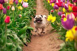 Grateful Paws