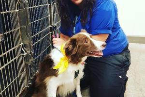 PetSmart Grooming