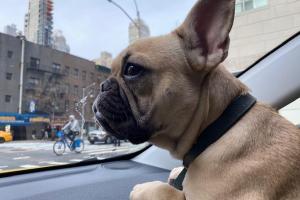 Pet Cab NYC