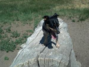 Rampart Dog Park