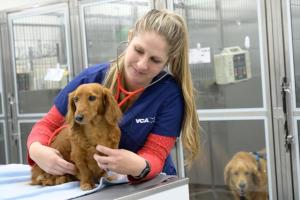 VCA California Veterinary Specialists - Ontario