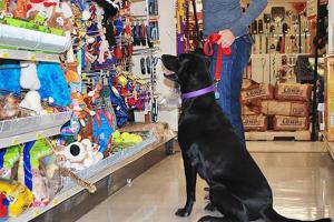 Westlake Ace Hardware
