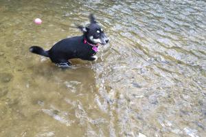 Lancaster County SPCA
