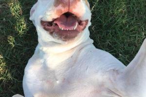 Suncoast Humane Society