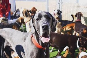 Camp Bow Wow SW Dallas