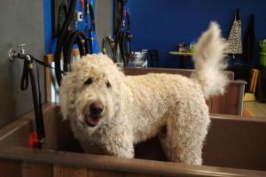 Happy K9 Dogwash