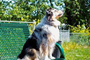 Sequim Dog Park