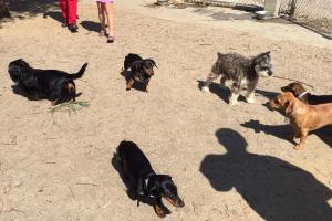 Reed Street Dog Park