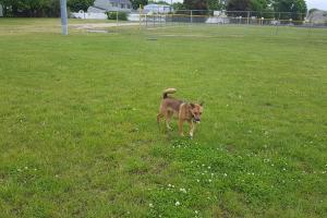 Dedicated Dog Training 