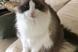 Debbie's Pet and House Sitting