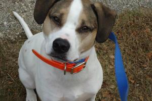 Beyond Pet Sitting Inc
