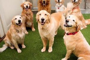 Camp Bow Wow Burnsville