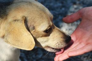 Foothills Humane Society