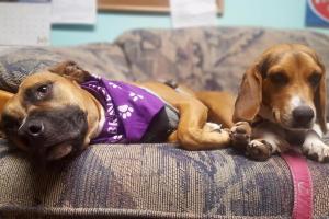 Anchor Animal Hospital