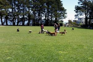 Upper Douglass Dog Play Area