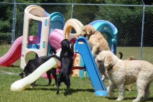 Norwichtown Pet Resort & Spa