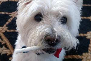 Pleasant Pet Services, LLC