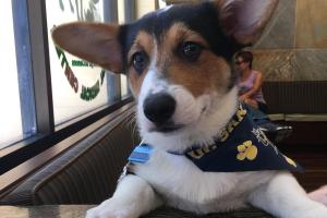 Telegraph Canyon Animal Medical Center