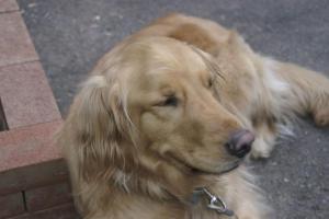 Hansen Home and Pet Sitting