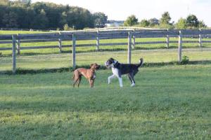 Tudek Dog Park