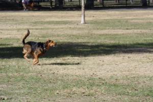 Katy Dog Park