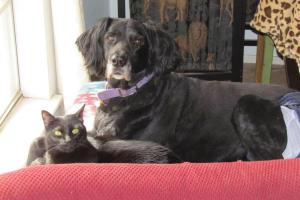 Collars & Sense Pet Services