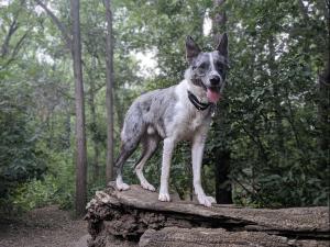Bear Creek Dog Park