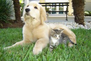 Animal Medical Center of Mt. Pleasant