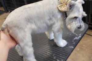 Community Pet Supplies and Grooming