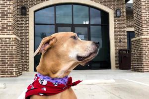 Allure Integrated Pet Specialists