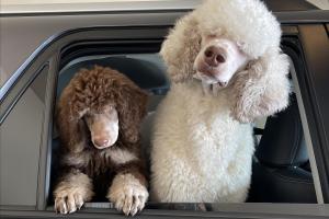 Groomology