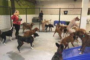 Canine Crews