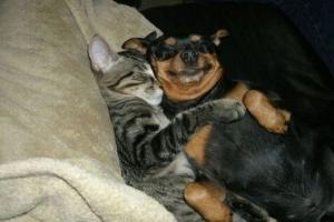 Purrfurred Pet Sitters