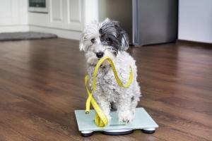 BluePearl Pet Hospital & Emergency Vet