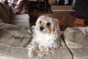 Ultimutt Pet Sitting