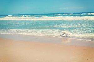 Sandy Paws Pet Sitting & Dog Walking