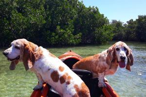 Lazy Dog Adventures