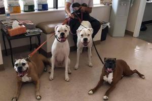 Sunshine Animal Hospital