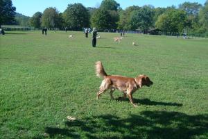 Edwin Warner Dog Park