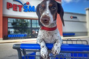 PetSmart Oceanside