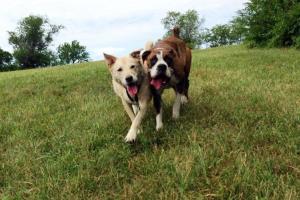 Spankys Dog Walking and Petsitting