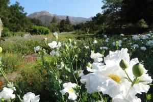 Santa Barbara Botanic Gardens