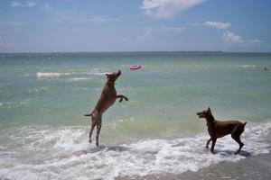 Fort De Soto Dog Beach Park