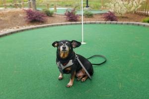 Lakeview Putt & Play