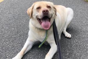 Furever Friends Pet Sitting