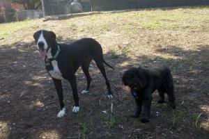 Tybee Island Dog Park near Jaycee Park